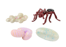 Load image into Gallery viewer, Life Cycle Stages - Ant