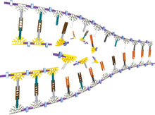 Load image into Gallery viewer, DNA Replication & Transcription