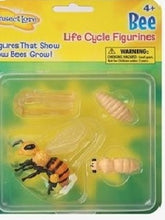 Load image into Gallery viewer, Life Cycle Stages - Honey Bee