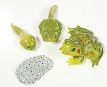 Load image into Gallery viewer, Life Cycle Stages - Frog