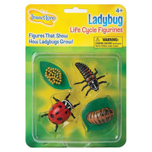 Load image into Gallery viewer, Life Cycle Stages - Ladybug