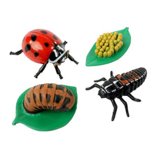 Load image into Gallery viewer, Life Cycle Stages - Ladybug