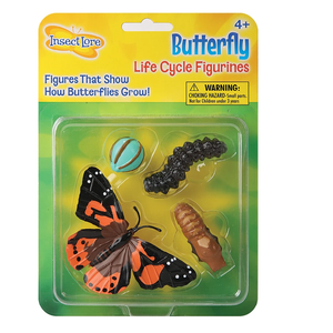 Life Cycle Stages - Butterfly