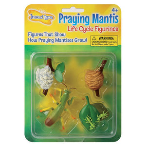 Life Cycle Stages - Praying Mantis