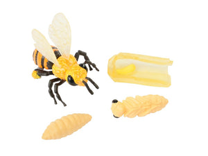 Life Cycle Stages - Honey Bee