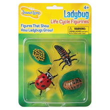 Load image into Gallery viewer, Life Cycle Stages - Ladybug
