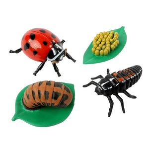 Life Cycle Stages - Ladybug